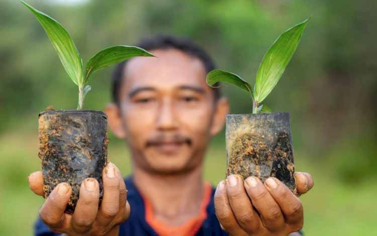 Pemkab Barito Utara Perketat Verifikasi Bantuan Bibit Perkebunan untuk Kelompok Tani