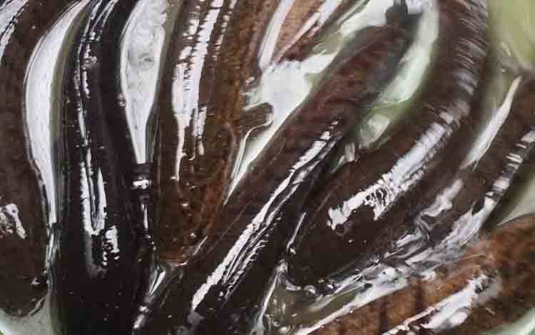 Dewan Dorong Pengembangan Produk Olahan Ikan Gabus