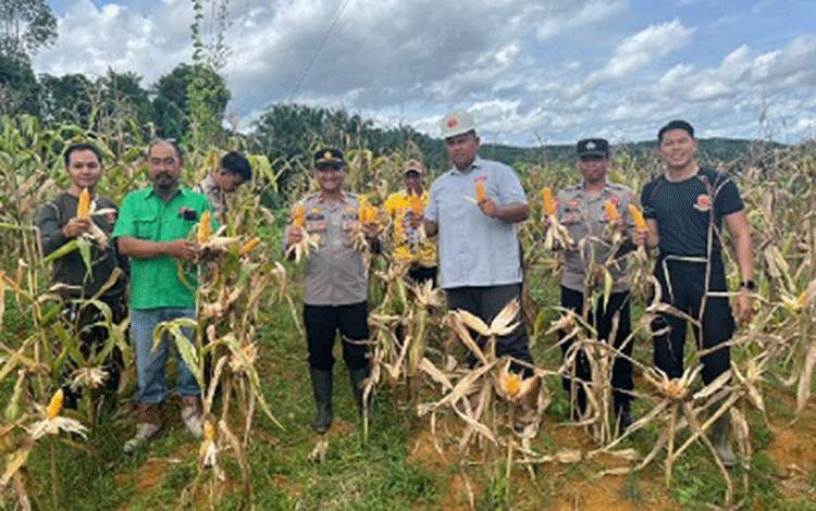 Polsek Kahut Polres Gunung Mas Ikut Panen 1 Ton Jagung
