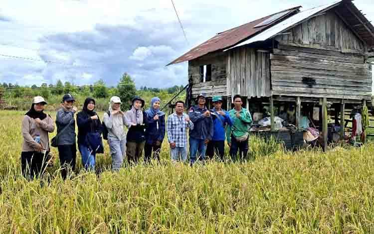 Panen Raya Poktan Maju Jaya Trinsing Kiri Wujudkan Kemandirian Pangan di Teweh Selatan