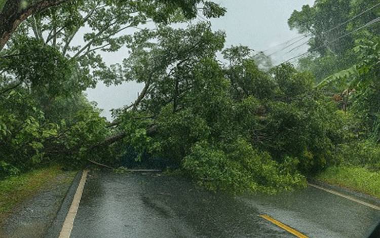 Pohon Tumbang di Basarang Km 19 Kapuas Sebabkan Akses Trans Kalimantan Terganggu