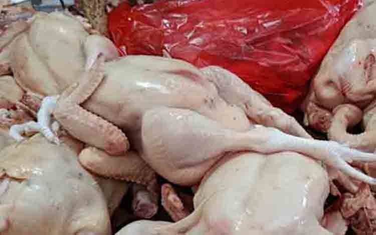 Dewan Berharap Ketergantungan Ayam Potong dari Luar Daerah Berkurang, Peternak Lokal Berkembang