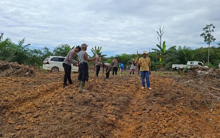 Dukung Ketahanan Pangan, Polsek Manuhing Ikut Tanam Jagung hingga Beri Bantuan
