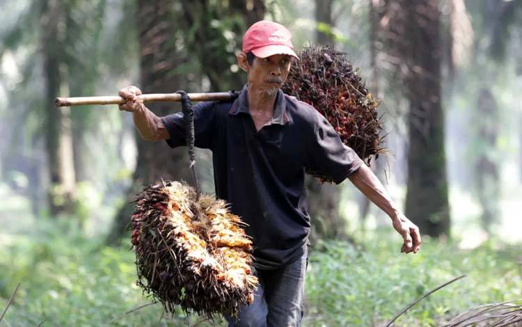 Petani Sawit Minta Presiden Prabowo Benahi Tata Kelola Sawit Sesuai Aturan Hukum