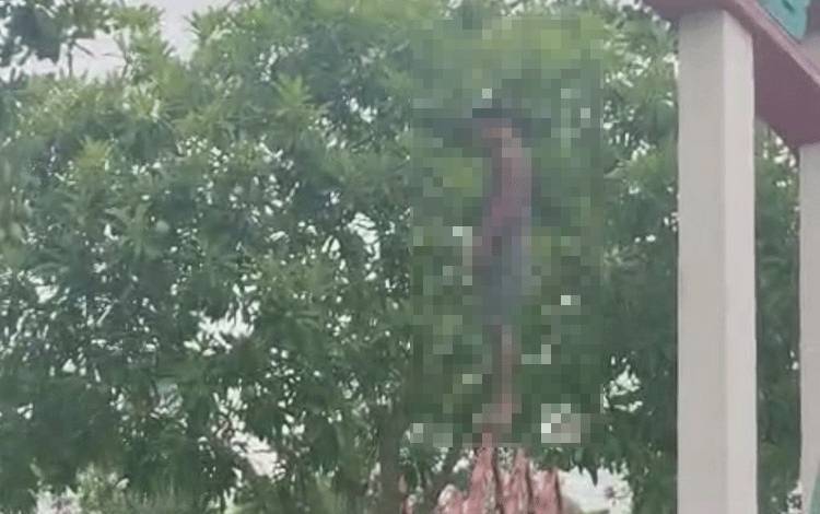 Pria Ditemukan Tewas Bunuh Diri di Gerbang Masuk Bundaran Kecubung Pangkalan Lima