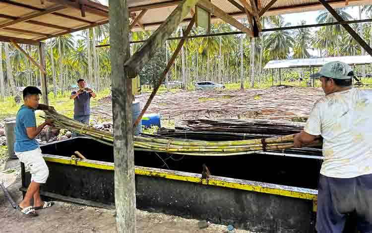 Rotan Lestari dari Teluk Sumbang Berau Siap Tembus Pasar Eropa