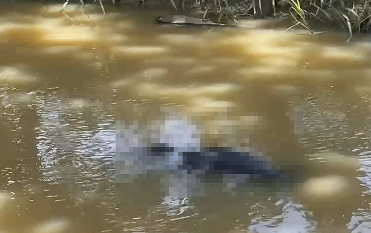 Mayat Pria Ditemukan Mengambang di Parit Tepian Sawah Parigi Kalsel