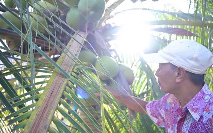 Kelapa Bido Morotai Kian Berkilau, BPDP Kemenkeu Dorong Pengembangan dari Hulu hingga Hilir