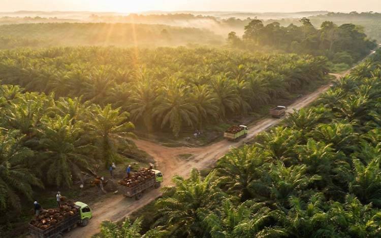 74 Koperasi dan Gapoktan Sawit Kaltim Disiapkan Menuju Sertifikasi ISPO