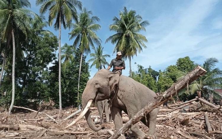 Kemenhut: Pelibatan Gajah Bersihkan Puing Utamakan Kesejahteraan Satwa