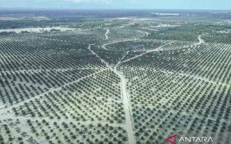 Prof Bayu Krisnamurthi Dorong Tata Kelola Sawit Berkelanjutan: Manfaat Ekonomi Besar, Risiko Harus Diminimalkan