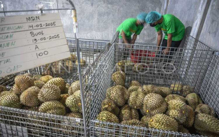 Indonesia Ekspor Perdana 48 Ton Durian Beku ke China