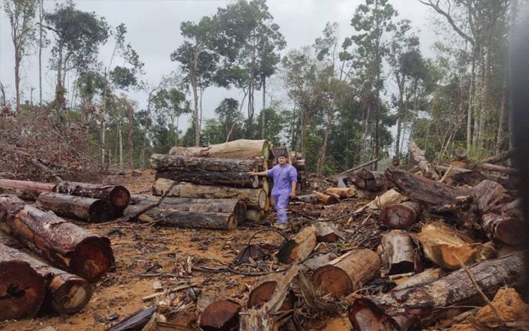 Kemenhut Selidiki Indikasi Pencucian Kayu Pemegang PHAT di Sumut
