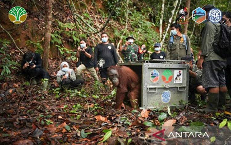 Tiga Orang Utan Hasil Rehabilitasi Dilepasliarkan di TNBBBR