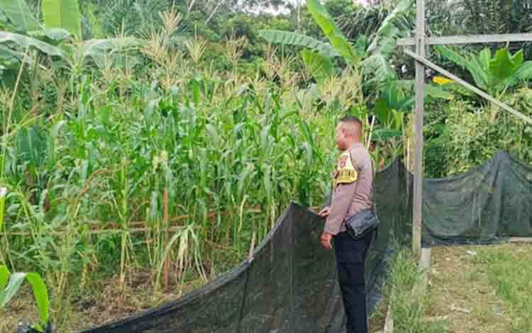 DPRD Ingatkan Pentingnya Dukungan bagi Petani terkait Tanaman Jagung Jelang Akhir Tahun