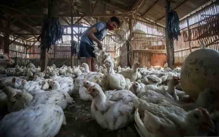 Kementan Tegaskan Pantau Harga Pakan Harian Demi Jaga Stabilitas