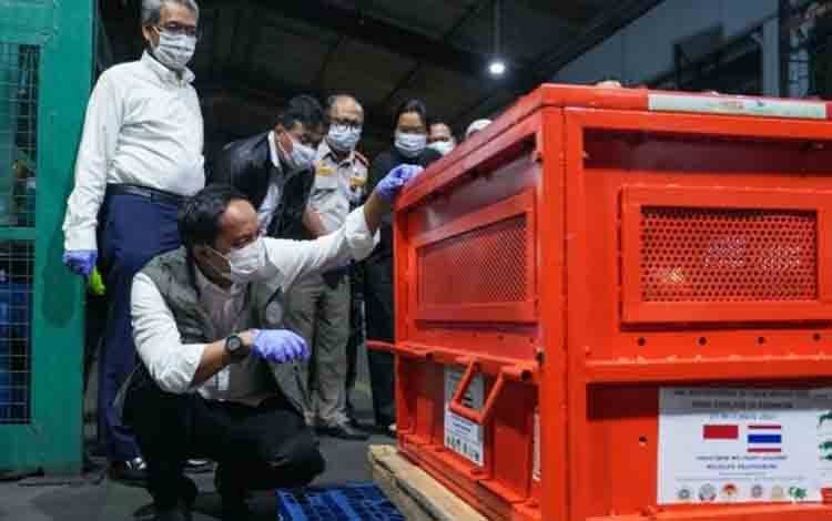 Kemenhut Repatriasi 4 Orangutan Korban Perdagangan Ilegal di Thailand