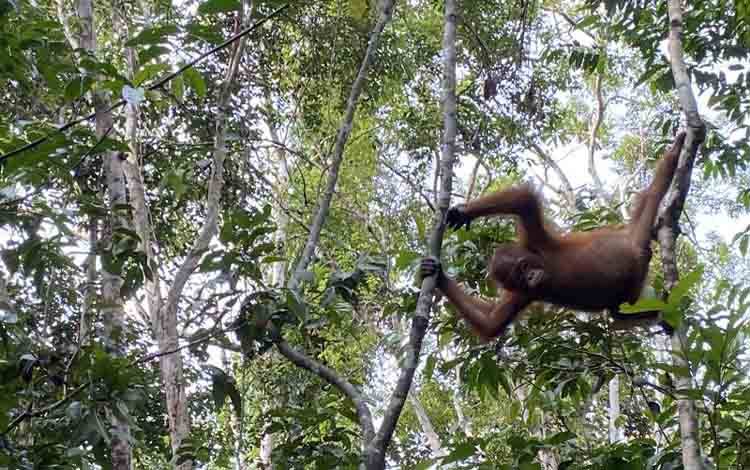 Bertamu ke Rumah Orangutan Liar Kalimantan di TNTP