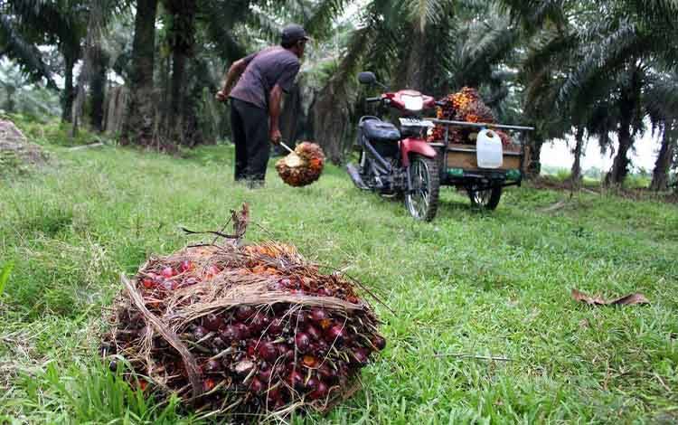 POPSI: Penertiban Sawit Harus Hadirkan Kepastian Hukum dan Keadilan bagi Petani