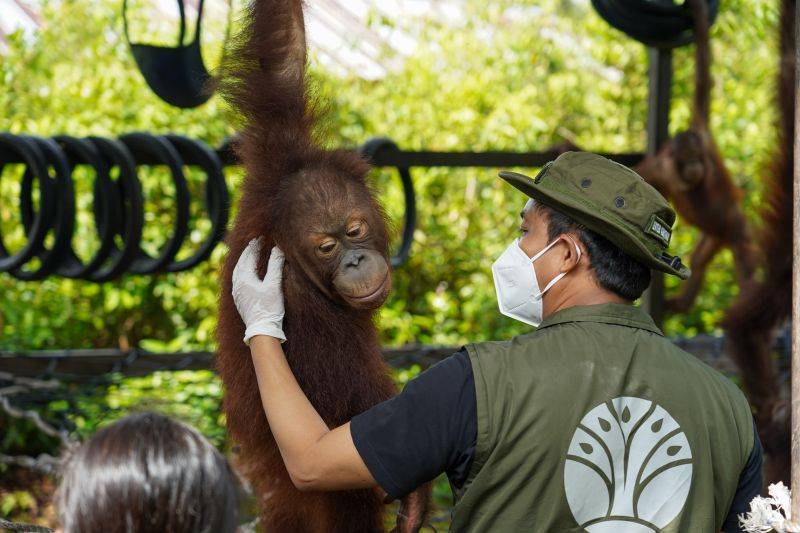 Menhut Tegaskan Komitmen Lindungi Orangutan di TNTP, Dua Individu Dilepasliarkan