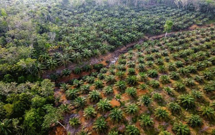 BPDP Dorong Pemanfaatan Limbah Padat Kelapa Sawit Jadi Produk Bernilai Ekonomi