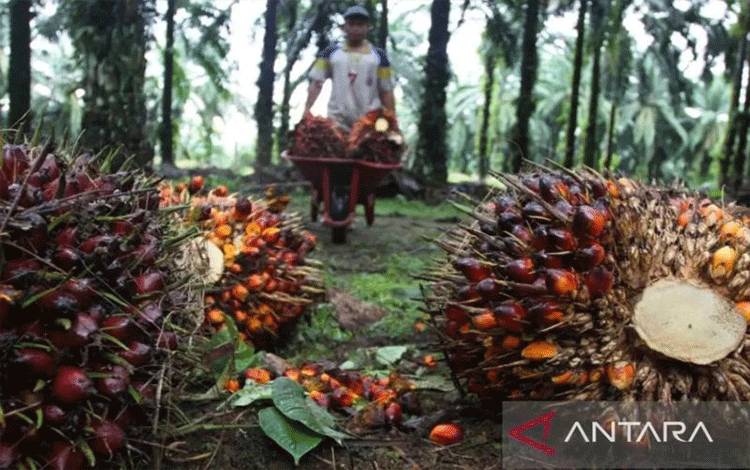 Petani Sawit Tolak Moratorium Pabrik Sawit Baru, Dorong Penataan Berbasis Kemitraan