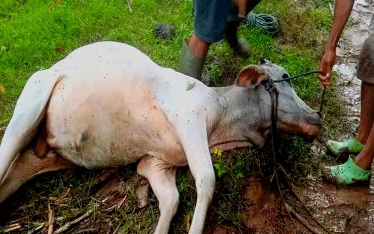 778.922 Ternak Sapi, Unggas dan Babi Terdampak Bencana Sumatera
