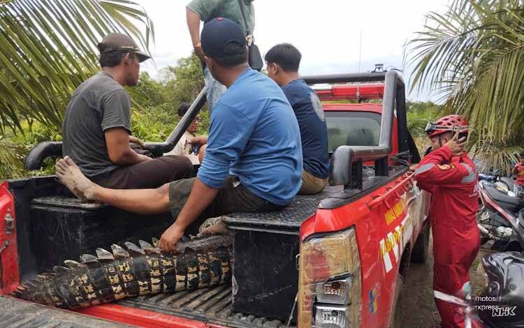 Tim Gabungan Evakuasi Buaya di Kumpai Batu Bawah, Dilepasliarkan ke Suaka Margasatwa Lamandau