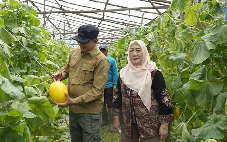 Panen Hortikultura di Matabu, Bupati Bartim Soroti Tantangan Produksi Akibat Curah Hujan Tinggi