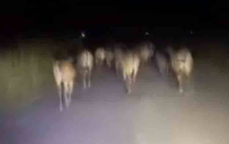 Sapi Berkeliaran di Jalan Arah Pangkalan Bun - Kotawaringin Lama Resahkan Pengendara
