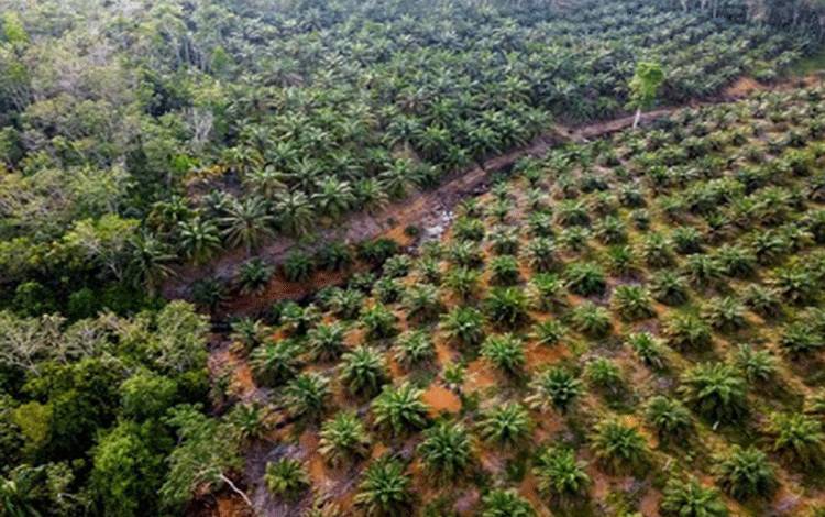 BPDP Dorong Pemanfaatan Limbah Padat Kelapa Sawit