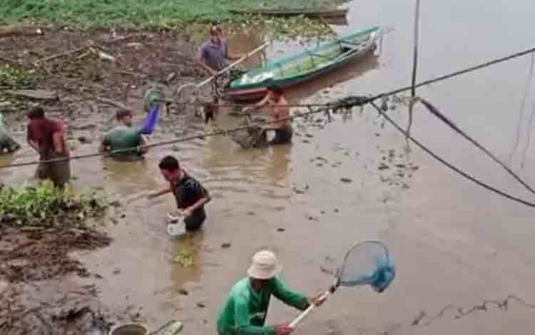 Fenomena Aneh di DAS Kapuas, Udang Mengapung Ramai-Ramai ke Permukaan