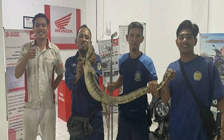 Damkarmat Seruyan Evakuasi Biawak di Showroom Motor Kuala Pembuang