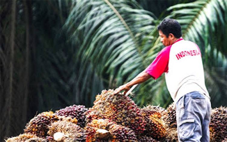 Petani Minta Kaji Ulang Rencana Daerah Tarik Pajak Pohon Sawit