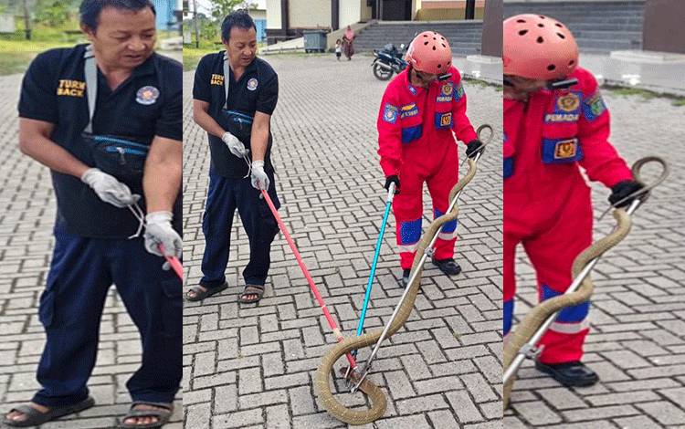 King Kobra Tiga Meter Masuk Toilet Masjid Agung Pulang Pisau