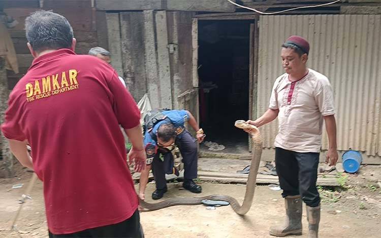 King Kobra Sepanjang 4,5 Meter Dievakuasi dari Rumah Warga di Lamandau