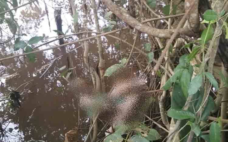Sesosok Mayat Ditemukan di Sungai Lumbah Kalsel