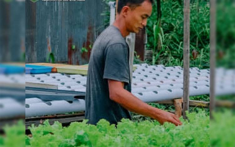 Yoan Hidroponik, Upaya Pemuda Desa Sei Asem Kapuas Kembangkan Pertanian Modern