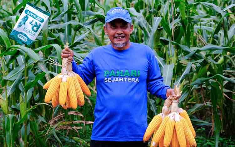 Wujudkan Ketahanan Pangan Lewat Budidaya Jagung