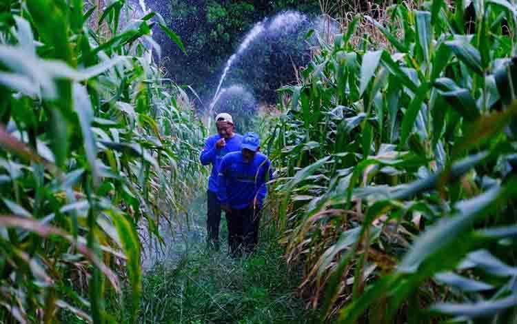 Realiasasi Luas Panen Jagung Pipilan Kalteng Sepanjang 2025 Capai 9.95 Ribu Hektare