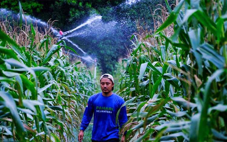 Dukungan Perkebunan Sawit untuk Peningkatan Produksi Jagung sebagai Penguatan Ketahanan Pangan Daerah