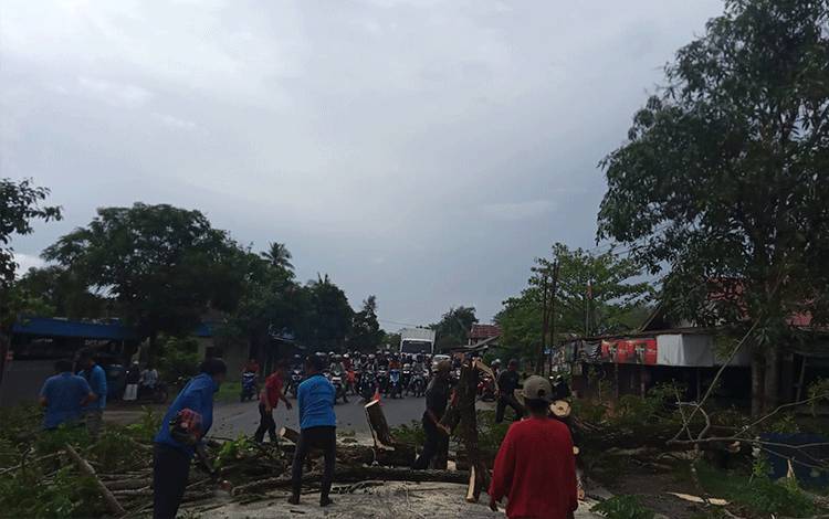 Penebangan Pohon di Km 7 Anjir Kapuas Sebabkan Lalu Lintas Trans Kalimantan Macet
