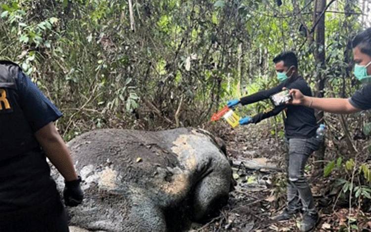 Polisi Sisir Jalan Tikus di Lokasi Kematian Gajah di Pelalawan Riau