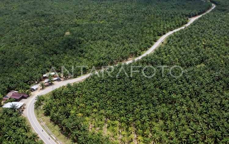 Ketua DPRD Kotim Tarik Rekomendasi KSO, Ungkap Tumpang Tindih Lahan dan Masalah Legalitas