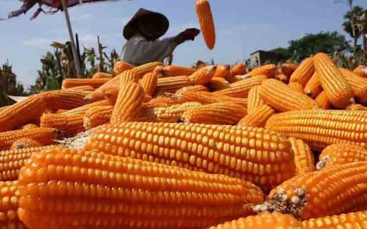 Kementan Perkuat Pengembangan Jagung Pangan untuk Pasok Industri