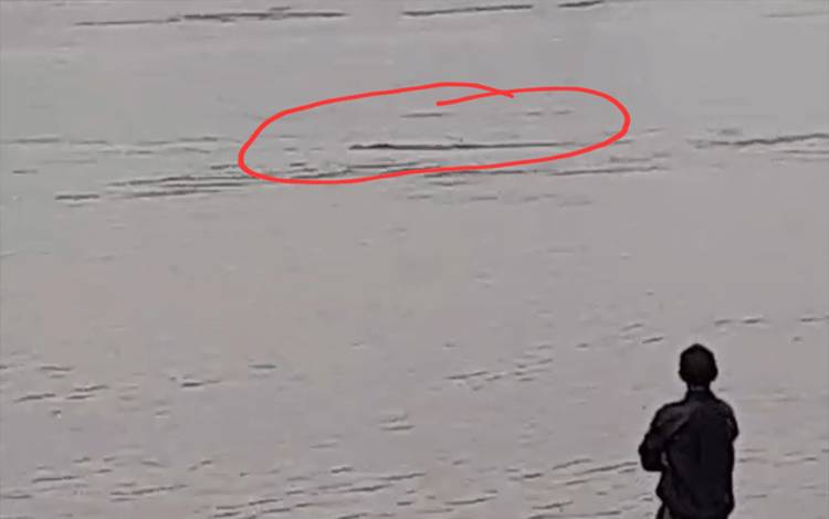 Buaya Teror Permukiman Warga Sungai Tabuk Kota Besi