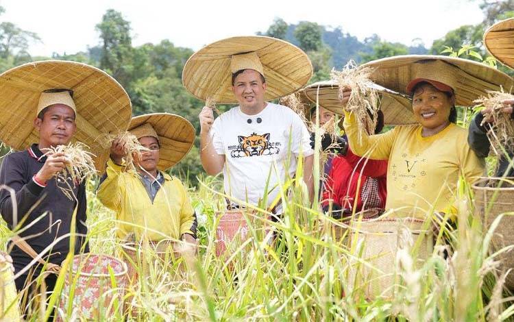 Panen Beras Merah di Batang Kawa, Bupati Lamandau Tekankan Pentingnya Pelestarian Tradisi