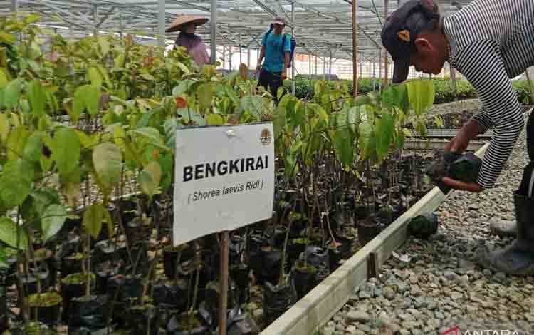 Otorita Sebut Target Kawasan Lindung IKN 164.000 Hektare
