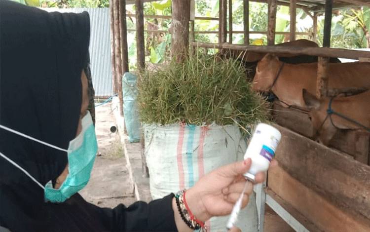Distanketpang Palangka Raya Gencarkan Vaksinasi PMK Jaga Kesehatan Hewan Kurban