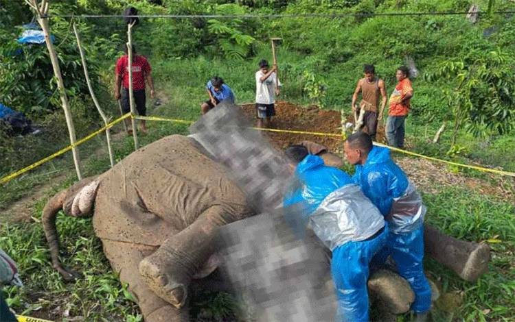 BKSDA Aceh Lapor Polisi Terkait Kematian Gajah Tersengat Listrik